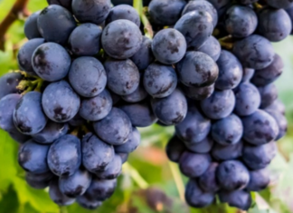 E l’uva divenne vino…