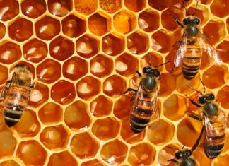 Allarme estinzione per le api