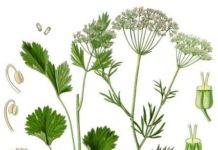 Dalle Marche, l’Anice verde di Castignano