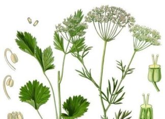 Dalle Marche, l’Anice verde di Castignano